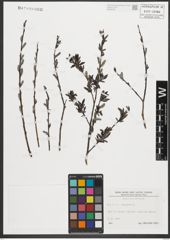 Foto von Salix purpurea L.